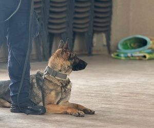 Policyjny pies leży na podłodze obok nogi policjanta. Patrzy przed siebie.